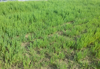 گزارش وضعیت مزرعه تولید بذر کتان در بابلسر 