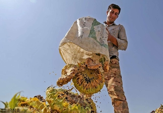 ۱۰۰ درصد مطالبات خرید دانه آفتابگردان کشاورزان میامی پرداخت شد
