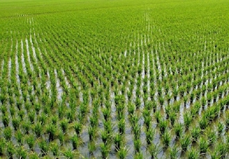 تدارک و توزیع بذر شالی توسط نمایندگی مازندران