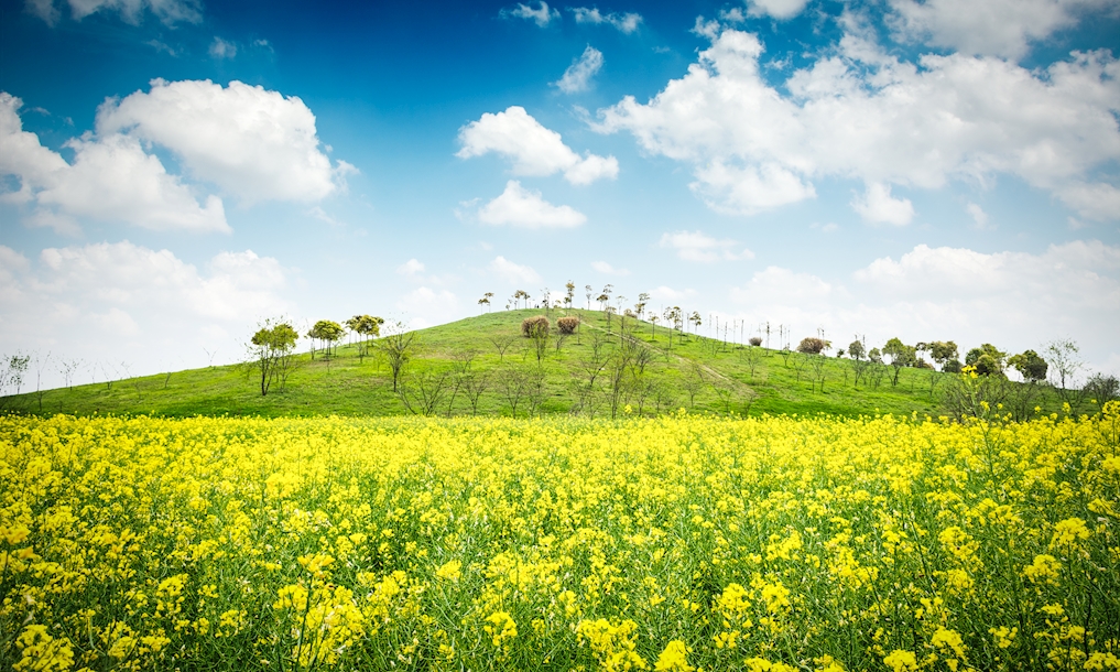 شرکت توسعه کشت دانه های روغنی